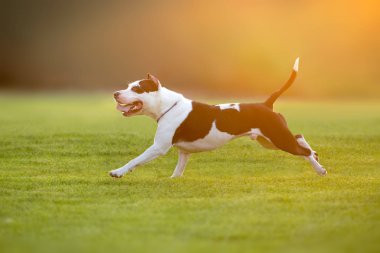 Güzel köpek yeşil bahar fieldat günbatımı üzerinde ışık çalışan Amerikalı çukur boğa korkunç