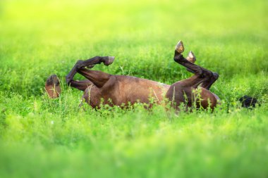 Defne at roll üzerine sırt üstü yeşil bahar çimen