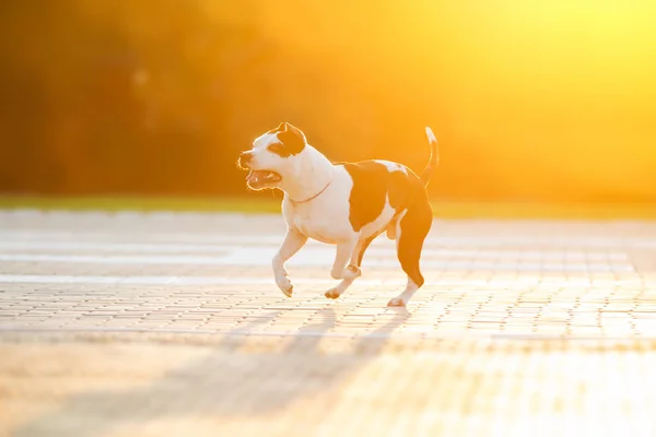 Cão Lindo American Pit Bull Terrier Correndo Pôr Sol — Fotografia de Stock