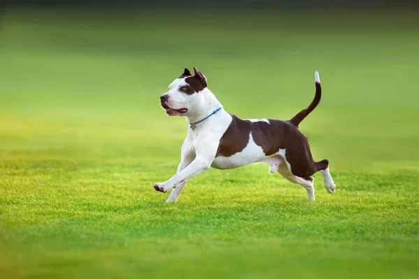 Güzel Köpek Amerikalı Çukur Boğa Yeşil Bahar Sahada Çalışan Korkunç — Stok fotoğraf