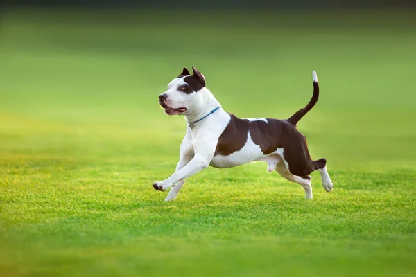 美しい犬アメリカのピット ブルテリアが緑のスプリング フィールドで実行されています — ストック写真