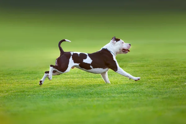 美しい犬アメリカのピット ブルテリアが緑のスプリング フィールドで実行されています — ストック写真