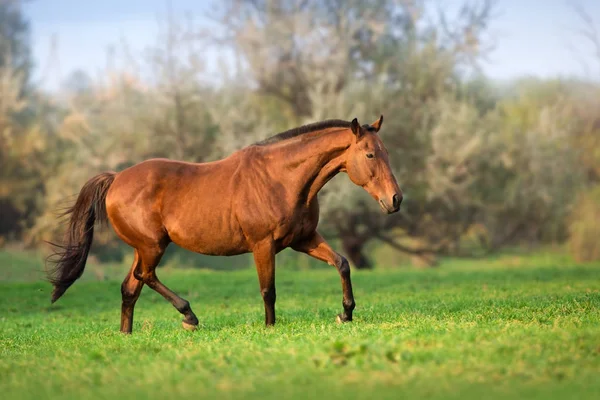 Hästen Rörelse Höstlandskap — Stockfoto