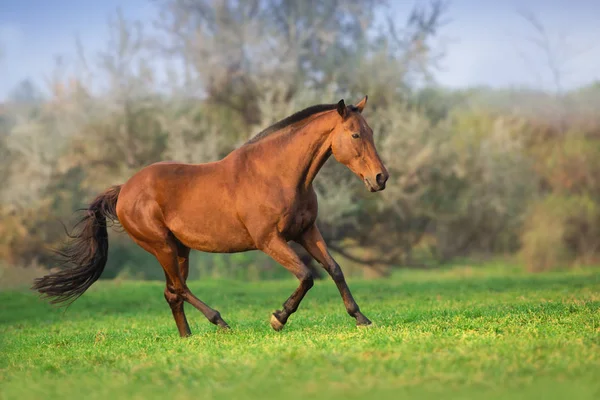 Hästen Rörelse Höstlandskap — Stockfoto