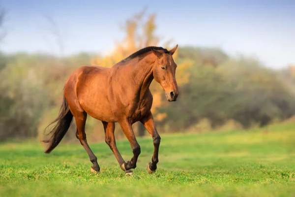 Caballo Movimiento Otoño Paisaje — Foto de Stock