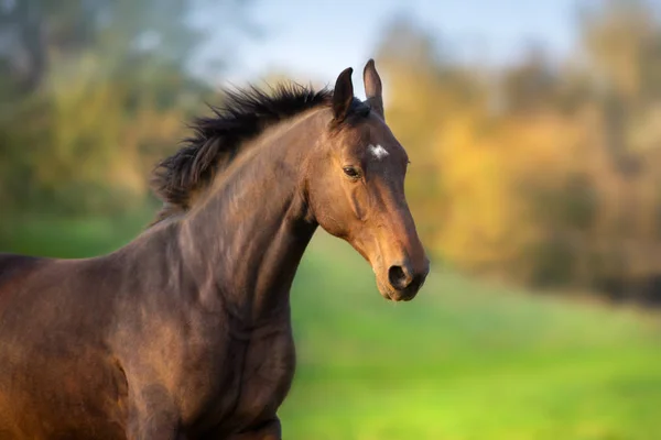 Portret Van Het Paard Beweging Herfst Landschap — Stockfoto