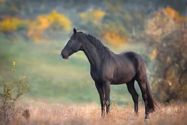 Μαύρο Stallion Στο Φθινοπωρινό Τοπίο — Φωτογραφία Αρχείου