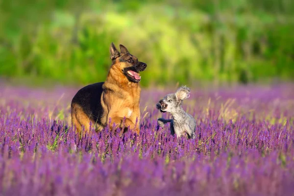 Berger Allemand Caniche Courir Dans Champ Fleurs Violettes — Photo