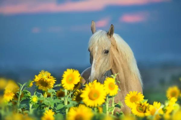Portret Konia Palomino Słoneczniki Zachodzie Słońca — Zdjęcie stockowe