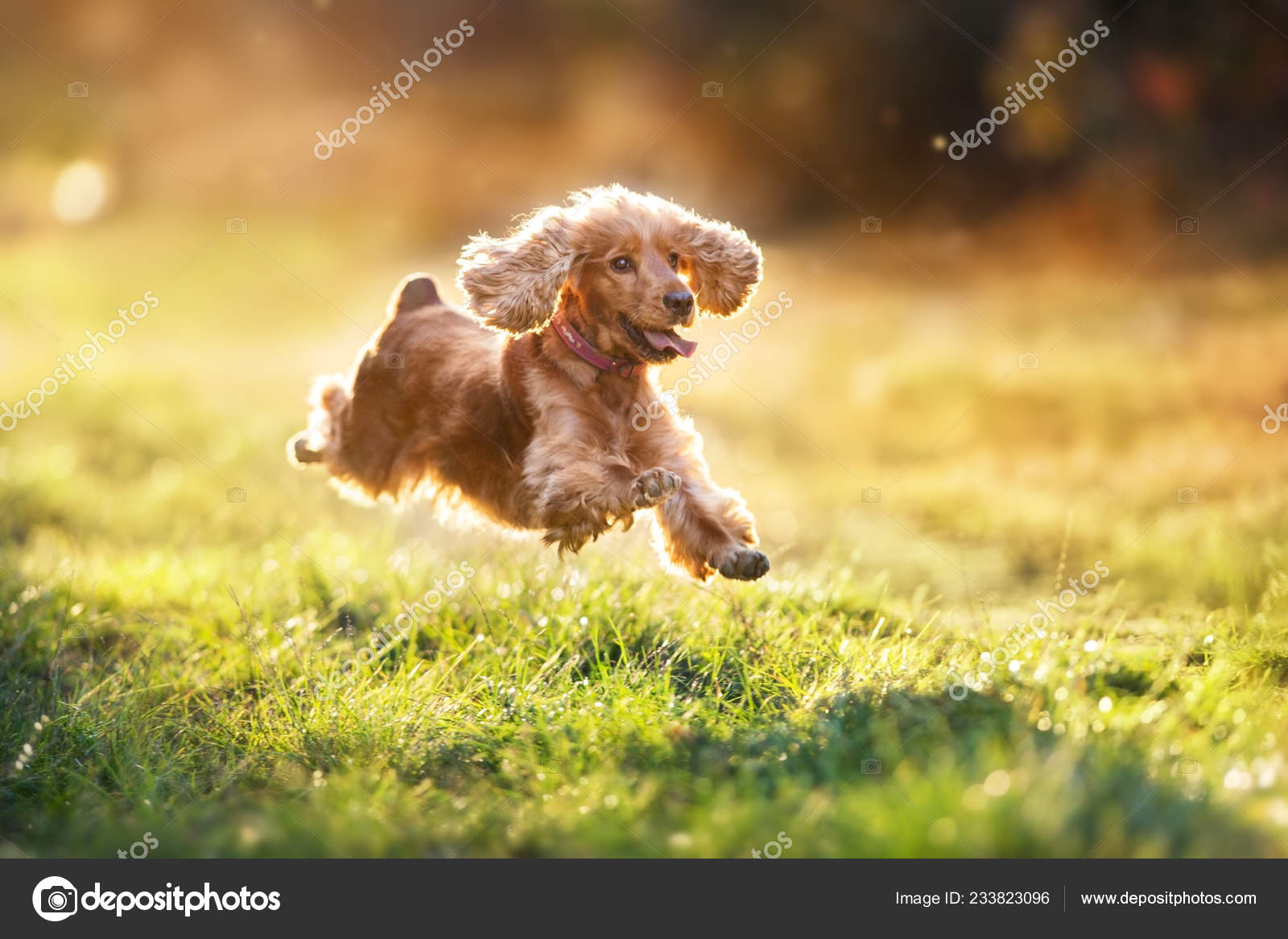 Running with cheap cocker spaniel