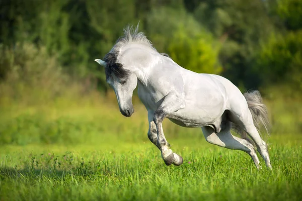 Caballo Blanco Andaluz Corre Galope Campo Verano Pura Raza Española — Foto de Stock