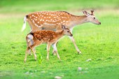 Картина, постер, плакат, фотообои "deer with baby in green field", артикул 237026628