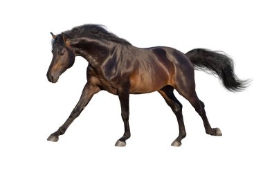 Aygır dört nala koşuyor, beyaz yolda.