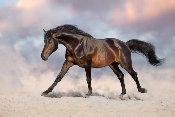 Baía Cavalo Executar Galope Areia Deserto — Fotografia de Stock