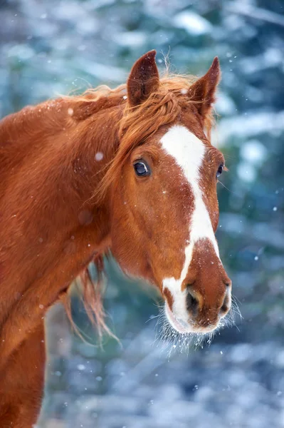 冬の雪の日に馬の肖像画 — ストック写真