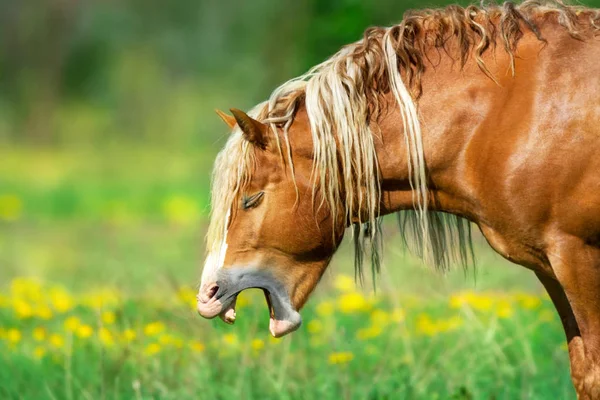 Červené Návrh Koně Portrét Zívání — Stock fotografie