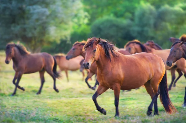Efectivo Cavalos Pastagens Verão — Fotografia de Stock
