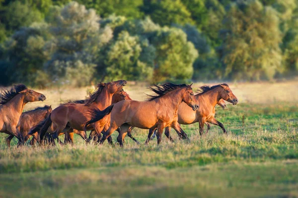 Nyári Legelőn Fuss Lova Csorda — Stock Fotó