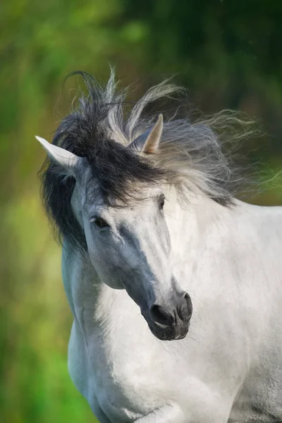 Cheval Blanc Andalou Galope Dans Champ Été Pura Raza Espanola — Photo