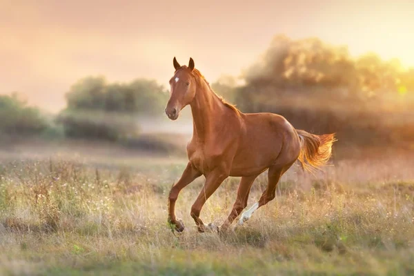 Caballo Corriendo Luz Del Atardecer Con Niebla Prado — Foto de Stock