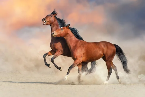 Two Bay Horse Run Gallop Desert Sand Play — Stock Photo, Image