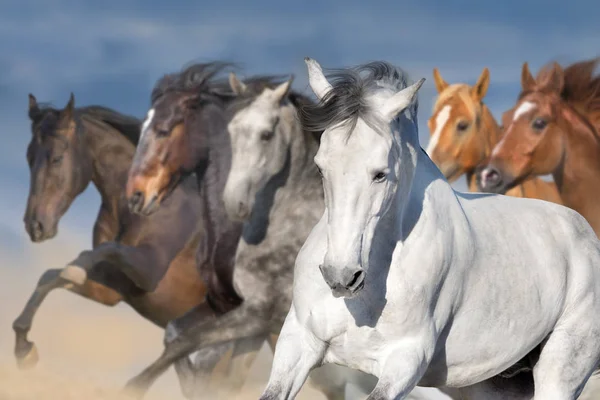Cavallo Branco Correre Galoppo Nella Polvere Del Deserto Contro Cielo — Foto Stock
