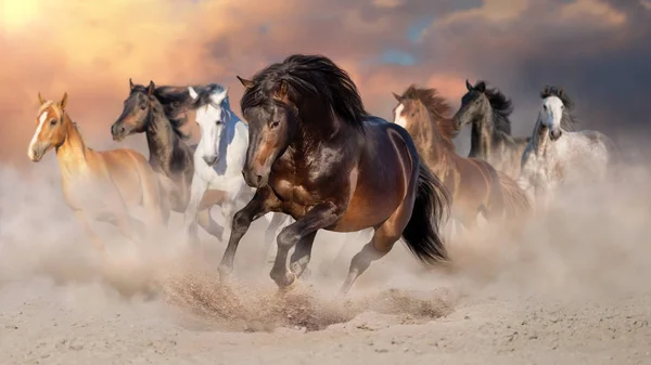 Manada Caballos Galopan Polvo Del Desierto Contra Cielo Dramático — Foto de Stock