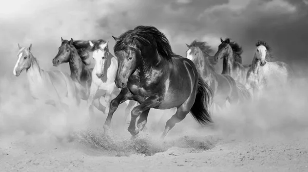 Manada Cavalos Corre Galopando Deserto Contra Céu Dramático Preto Branco — Fotografia de Stock