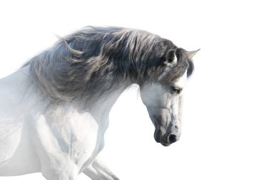 White andalusian horse portrait on white background. High key image clipart