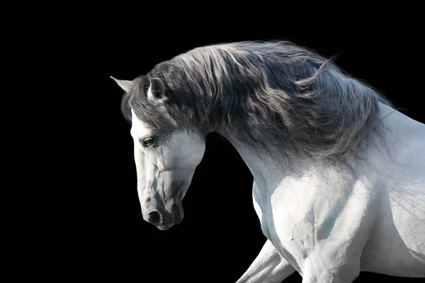 Stallone Lusitano Bianco Con Lungo Ritratto Criniera Movimento Sfondo Nero — Foto Stock