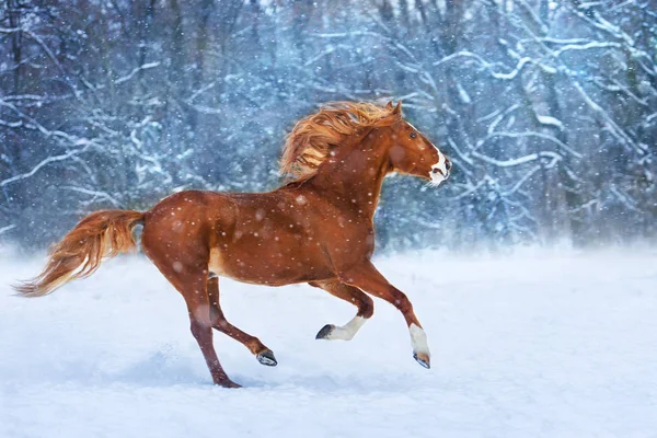 冬の雪の日で早く走る長いたてがみと赤い馬 — ストック写真