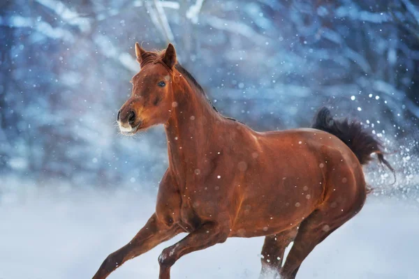 冬の雪の日で早く走る長いたてがみと赤い馬 — ストック写真