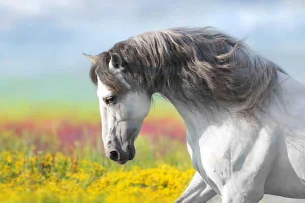 Andalusische Paard Met Lange Manen Draaien Galop Close Bloemen Weide — Stockfoto