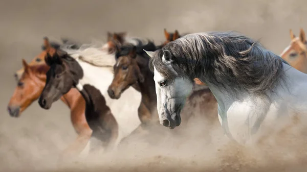 Koňské Stádo Běh Cval Pouštním Prachu — Stock fotografie