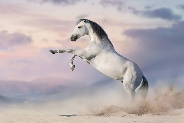 Caballo Blanco Criado Polvo Del Desierto —  Fotos de Stock