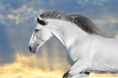 White horse in motion with sky behind clipart