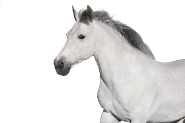 White  horse portrait on white background. High key image clipart
