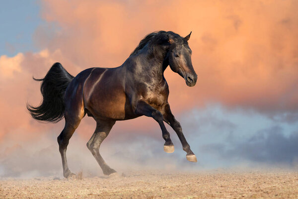 Bay stallion run gallop  against sunset clouds