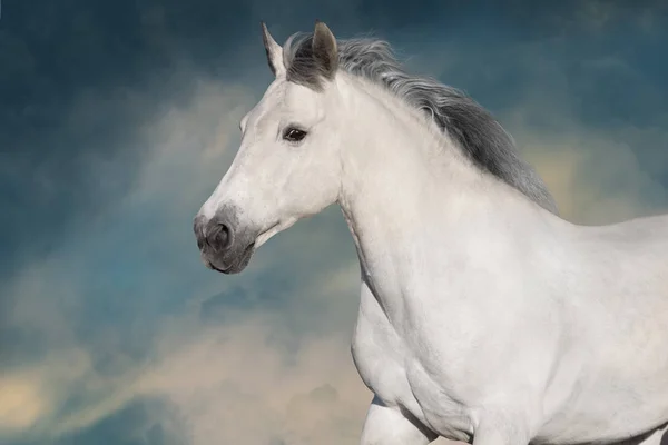 Biały Koń Ruchu Niebem Plecami — Zdjęcie stockowe