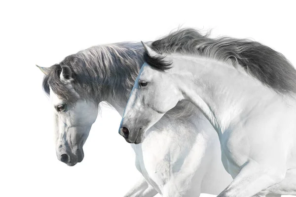 White Horses Portrait Long Mane White Background High Key Image — Stock Photo, Image