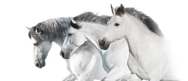 Retrato Cavalos Brancos Com Crina Longa Sobre Fundo Branco Imagem — Fotografia de Stock