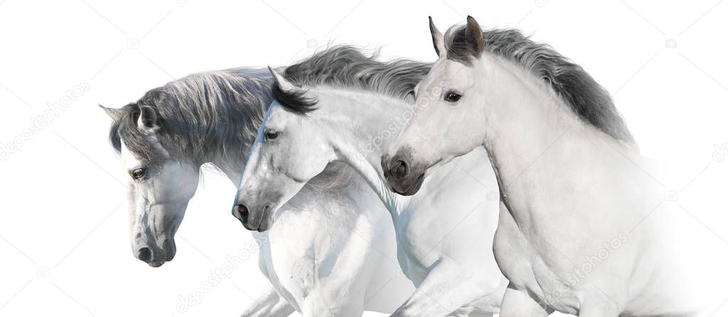 White  horses  portrait with long mane on white background. High key image