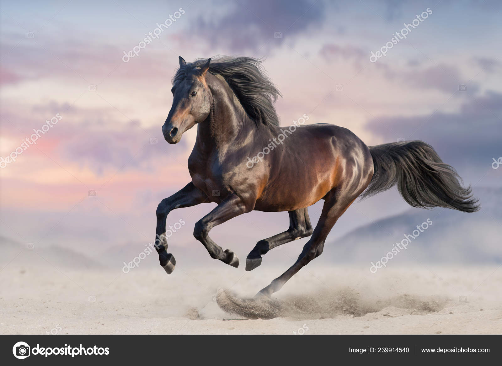 Caballo Bahía Galope Arena Del Desierto — Foto de stock #239914540 ©  kwadrat70, image size:1600x1167
