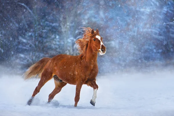 Uzun yele ile kırmızı at koşmak hızlı kış kar günü