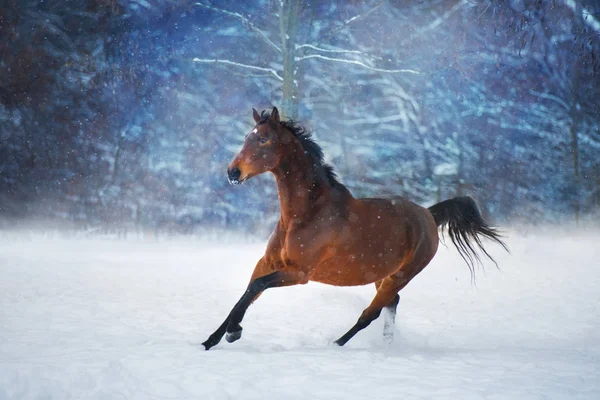 冬の雪の日で早く走る長いたてがみの馬 — ストック写真