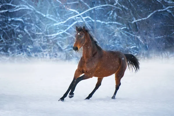 Cavallo Baia Con Criniera Lunga Correre Veloce Inverno Giorno Neve — Foto Stock