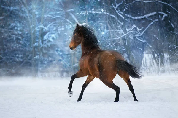 冬の雪の日で早く走る長いたてがみの馬 — ストック写真