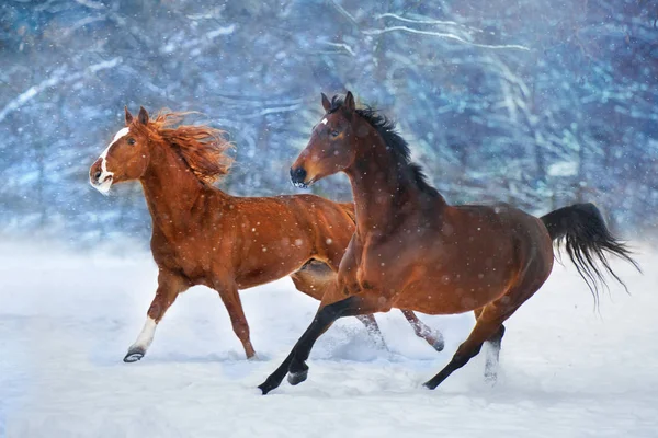 Zwei Pferde Mit Langer Mähne Laufen Schnell Winter Schnee Tag — Stockfoto