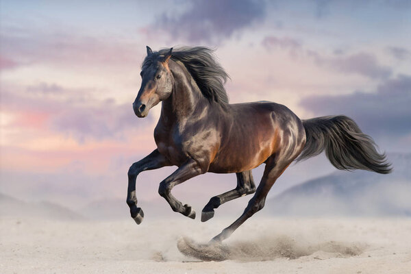Bay horse run gallop in desert sand 