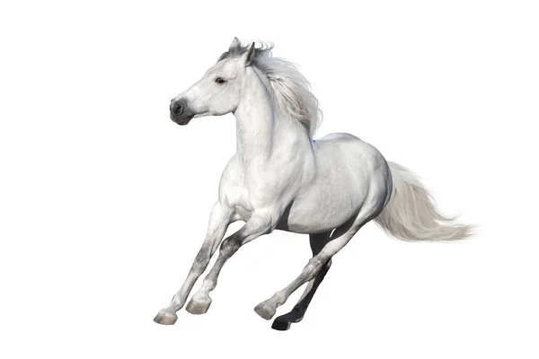 Cavallo Bianco Galoppa Sfondo Bianco — Foto Stock